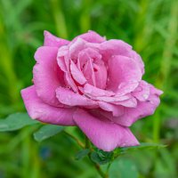 Дачные красоты :: Александр Филатов Дачные красоты :: Александр Филатов