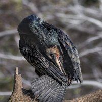 Баклан :: SanSan 