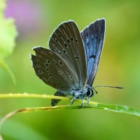 Незнакомка :: Галина Кан Незнакомка :: Галина Кан