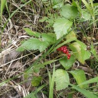 Костяника в лесу :: Андрей Хлопонин