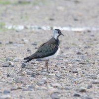 чибис :: юрий макаров