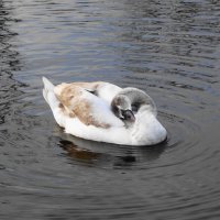 Молодые лебеди :: Рита Симонова