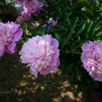 Куст розовых пионов :: Александр Синдерёв