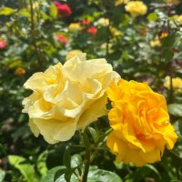 Розочки :: ирина 