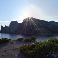 Природа Крыма :: Amazing Cosmea