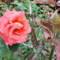 ,,, :: Сергей Тимоновский