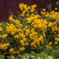 Цветочная изгородь. :: Петр Беляков Цветочная изгородь. :: Петр Беляков