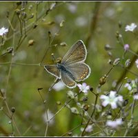 *** :: Aleksandr Gal