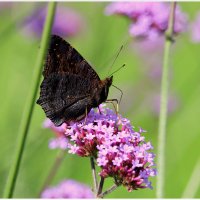 *** :: Aleksandr Gal