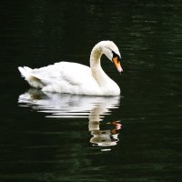 Лебёдушка :: Валентина *