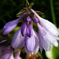 *** :: Владимир Безбородов *** :: Владимир Безбородов