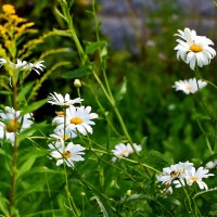 Августовский этюд :: Светлана Августовский этюд :: Светлана