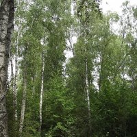 Прогулка в лесу... :: Freddy 97