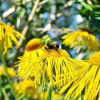 Август. Надо успеть .. :: AleksSPb Лесниченко