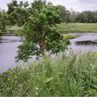 Июньский пейзаж. :: Лия ☼