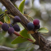 Барбарис поспел ! :: LudMila 