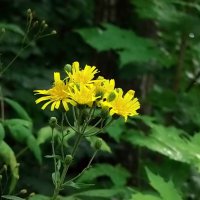 *   *   * :: Елена 