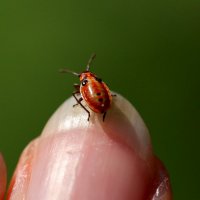 На бегу :: Светлана Тихонина На бегу :: Светлана Тихонина