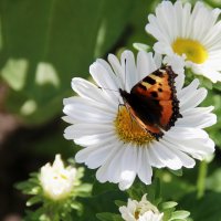 Летний день :: victor Lion