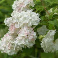 Метельчатая гортензия :: Светлана Григорьева