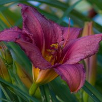 Лилейник :: Светлана Григорьева