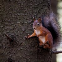 Белочка :: Sergey38 