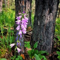 Колокольчик :: Hope 