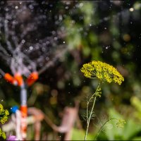 Укроп :: Александр Тарноградский Укроп :: Александр Тарноградский