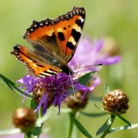 из снятого 1 августа  18 :: Александр Прокудин