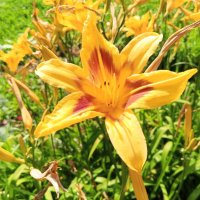 Лилейник :: Сапсан 