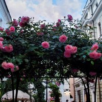 Московские розы для Осени в день рождения! Танюша! Поздравляю! :: Татьяна Помогалова