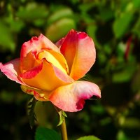 О красоте цветов. :: Милешкин Владимир Алексеевич О красоте цветов. :: Милешкин Владимир Алексеевич