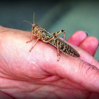 допрыгался :: Олег Лукьянов