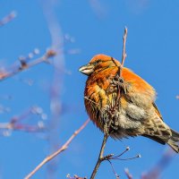 Клёст :: SanSan 