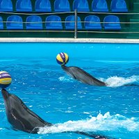 Дельфинарий в поселке Небуг :: Игорь Сикорский