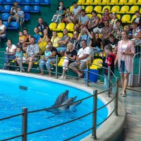 Дельфинарий в поселке Небуг :: Игорь Сикорский