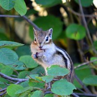 Старый знакомый :: Татьяна Лютаева