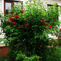 Возле дома моего :: Людмила Смородинская