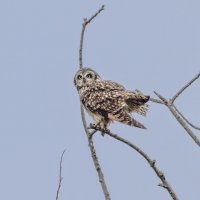 сова болотная. :: юрий макаров