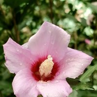 Прошёл долгожданный дождь .... :: tatyana 