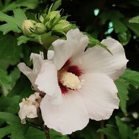 Цветок гибискуса :: tatyana 