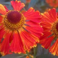 Двое :: Елена Семигина