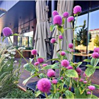 Цветы у кафе. :: Валерия Комова