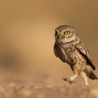 *** :: Евгений Фруман