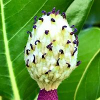 Початок магнолии :: Pippa 