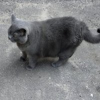 Кошка, гуляющая сама по себе... :: Ольга Довженко