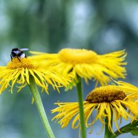 *** :: Владимир Безбородов