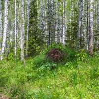 Березовая роща. :: Алексей Трухин