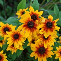 Солнечная рудбекия :: Светлана 