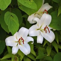 Прячутся красавицы :: Светлана 